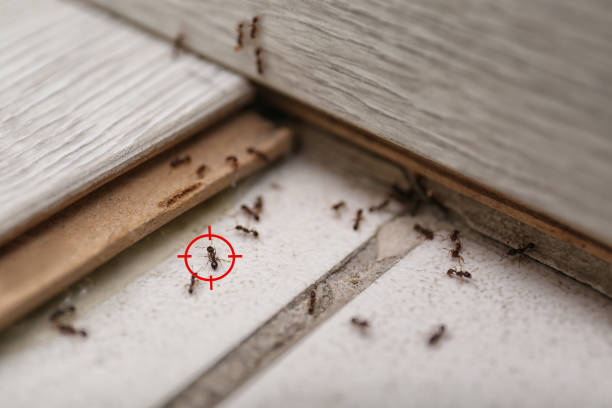 Best Pest Removal Services  in Pocomoke City, MD
